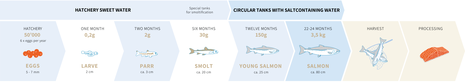 lachs life process EN - SWISS LACHS Alpiner Lachs