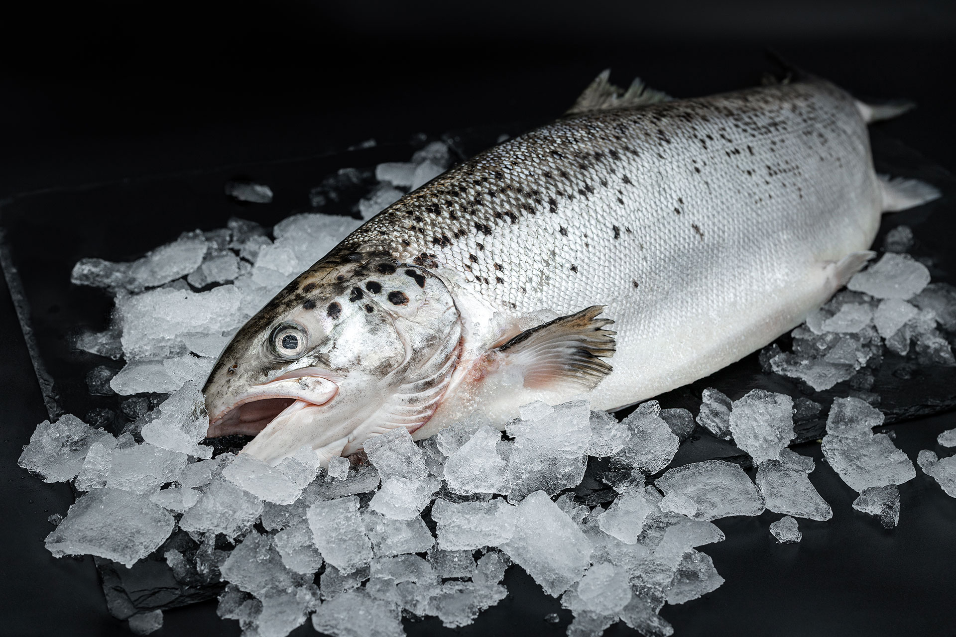 Le saumon, un poisson en danger